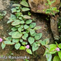 Persicaria capitata (Buch.-Ham. ex D.Don) H.Gross